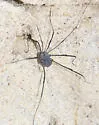 Trachyrhinus favosus - photo 4