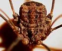 Trachyrhinus marmoratus