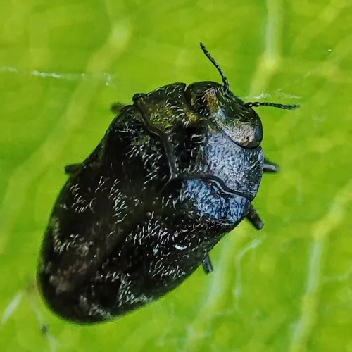 Trachys minutus - Trachys minutus