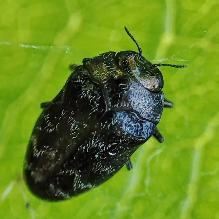Trachys minutus - photo 2