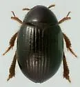 Trachyscelis aphodioides