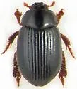 Trachyscelis aphodioides - photo 2