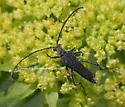 Trachysida aspera - Trachysida aspera