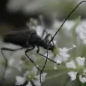 Trachysida aspera - photo 2
