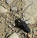 Trachysida aspera - photo 4