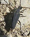 Trachysida aspera - photo 5