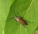 Trachysida mutabilis