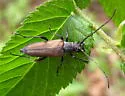 Trachysida mutabilis - photo 2