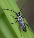 Trachysida mutabilis - photo 4