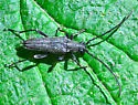 Trachysida mutabilis - photo 5