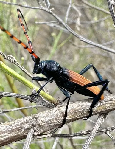 Tragidion annulatum