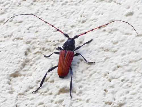 Tragidion annulatum - photo 3