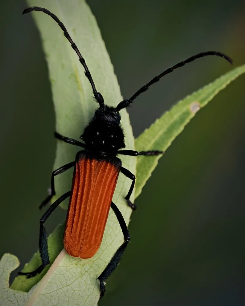 Tragidion annulatum - photo 4