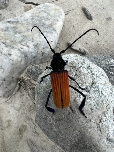 Tragidion annulatum - photo 5