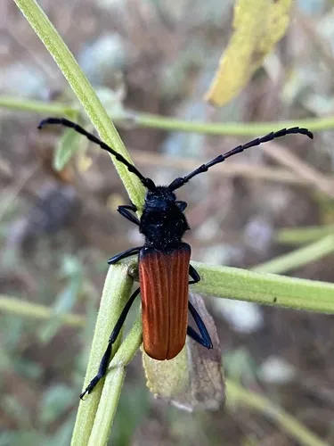 Tragidion annulatum - photo 8