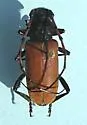 Tragidion armatum