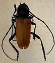 Tragidion armatum - photo 4