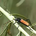 Tragidion auripenne - Tragidion auripenne