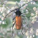Tragidion coquus
