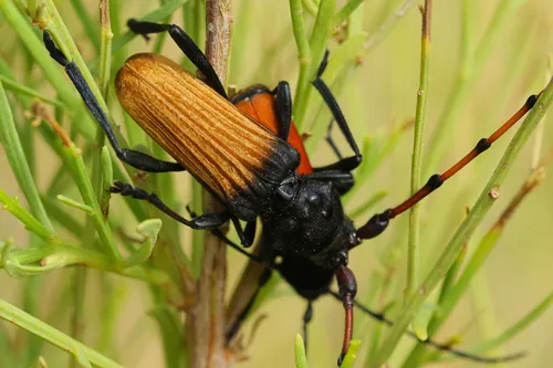 Tragidion deceptum