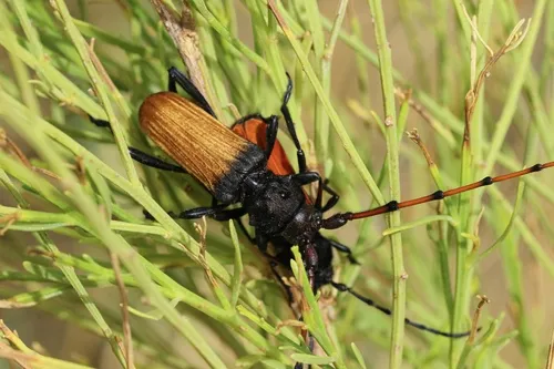 Tragidion deceptum - photo 2