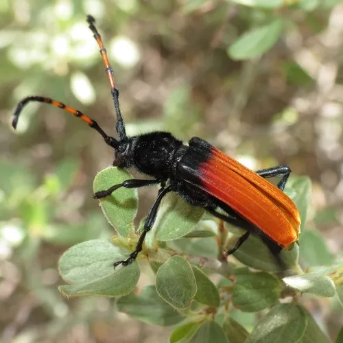 Tragidion deceptum - photo 3