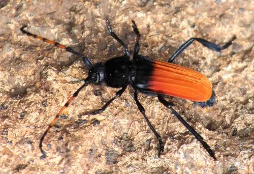 Tragidion deceptum - photo 4