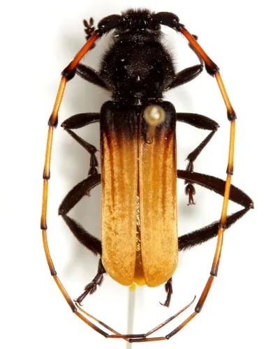 Tragidion deceptum - photo 5