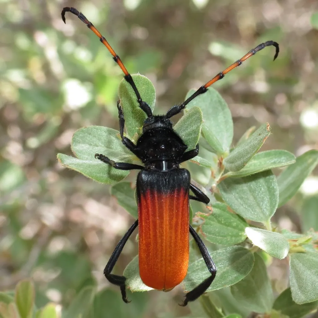 Tragidion deceptum - photo 6
