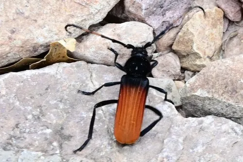 Tragidion deceptum - photo 7