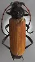 Tragidion gracilipes - Tragidion gracilipes