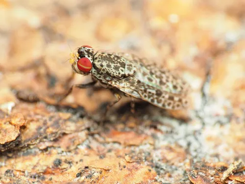 Traginops irroratus - photo 2
