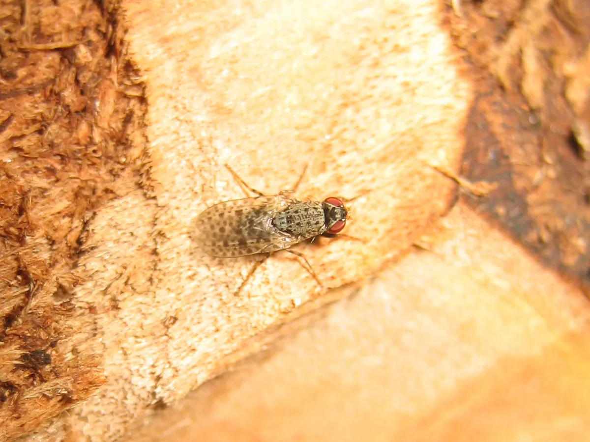 Traginops orientalis - photo 2