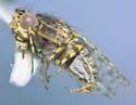 Traginops purpurops