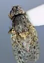 Traginops purpurops - photo 2