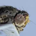 Traginops purpurops - photo 3