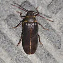 Tragosoma harrisii