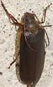 Tragosoma harrisii - photo 2