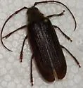 Tragosoma harrisii - photo 3