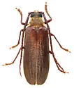 Tragosoma harrisii - photo 4