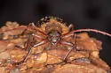 Tragosoma harrisii - photo 5