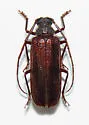 Tragosoma pilosicorne