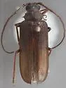 Tragosoma pilosicorne - photo 2