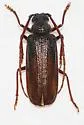 Tragosoma pilosicorne - photo 3