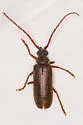 Tragosoma pilosicorne - photo 4