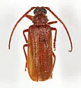 Tragosoma pilosicorne - photo 5