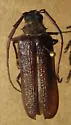 Tragosoma soror