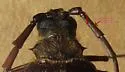Tragosoma soror - photo 2