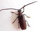 Tragosoma spiculum - photo 2