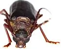 Tragosoma spiculum - photo 4